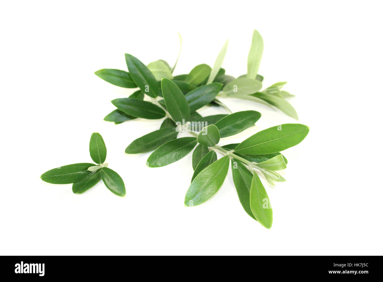 fresh olive branches Stock Photo