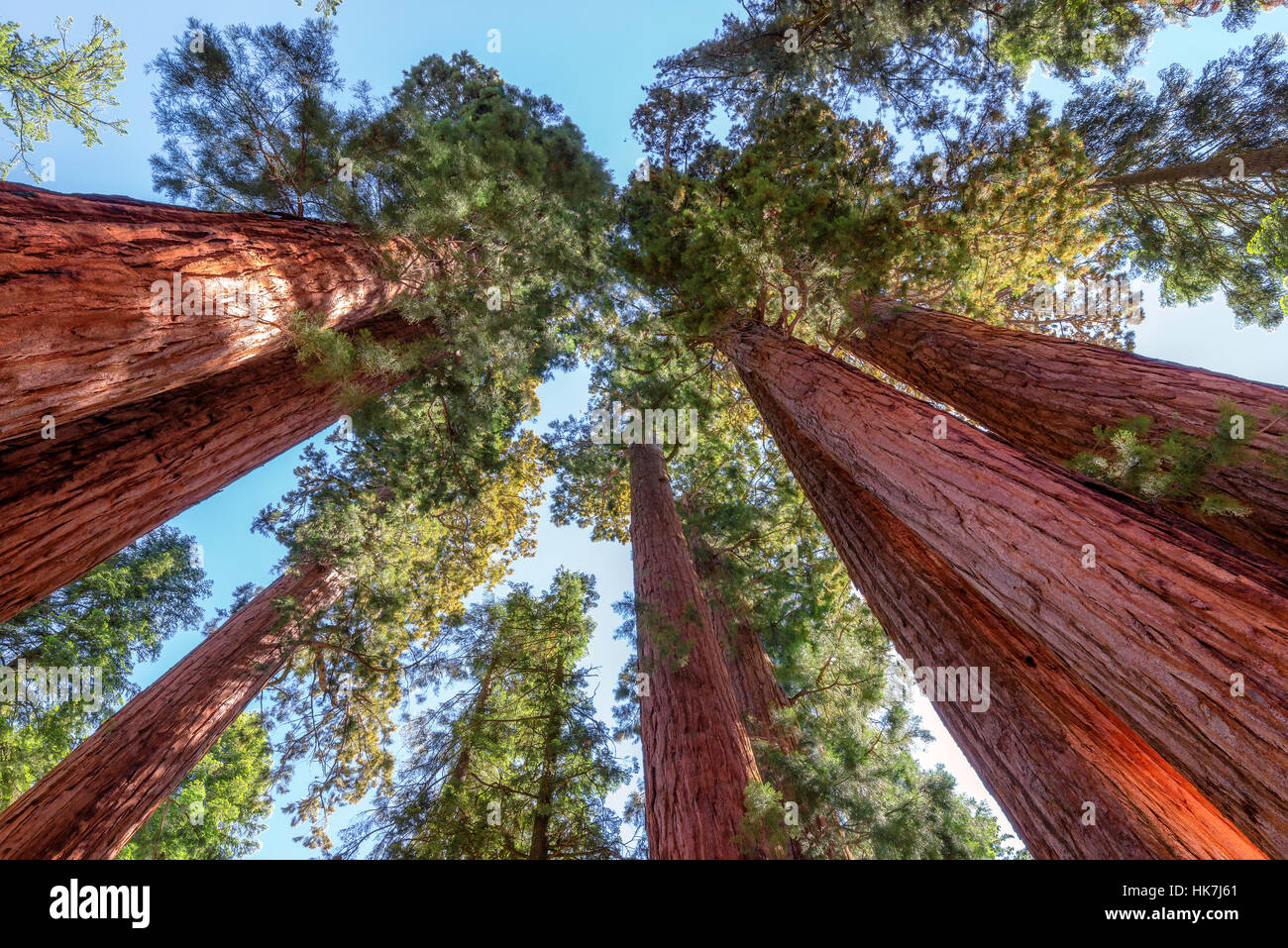 Giant sequoia trees in Sequoia National Park, California Stock Photo