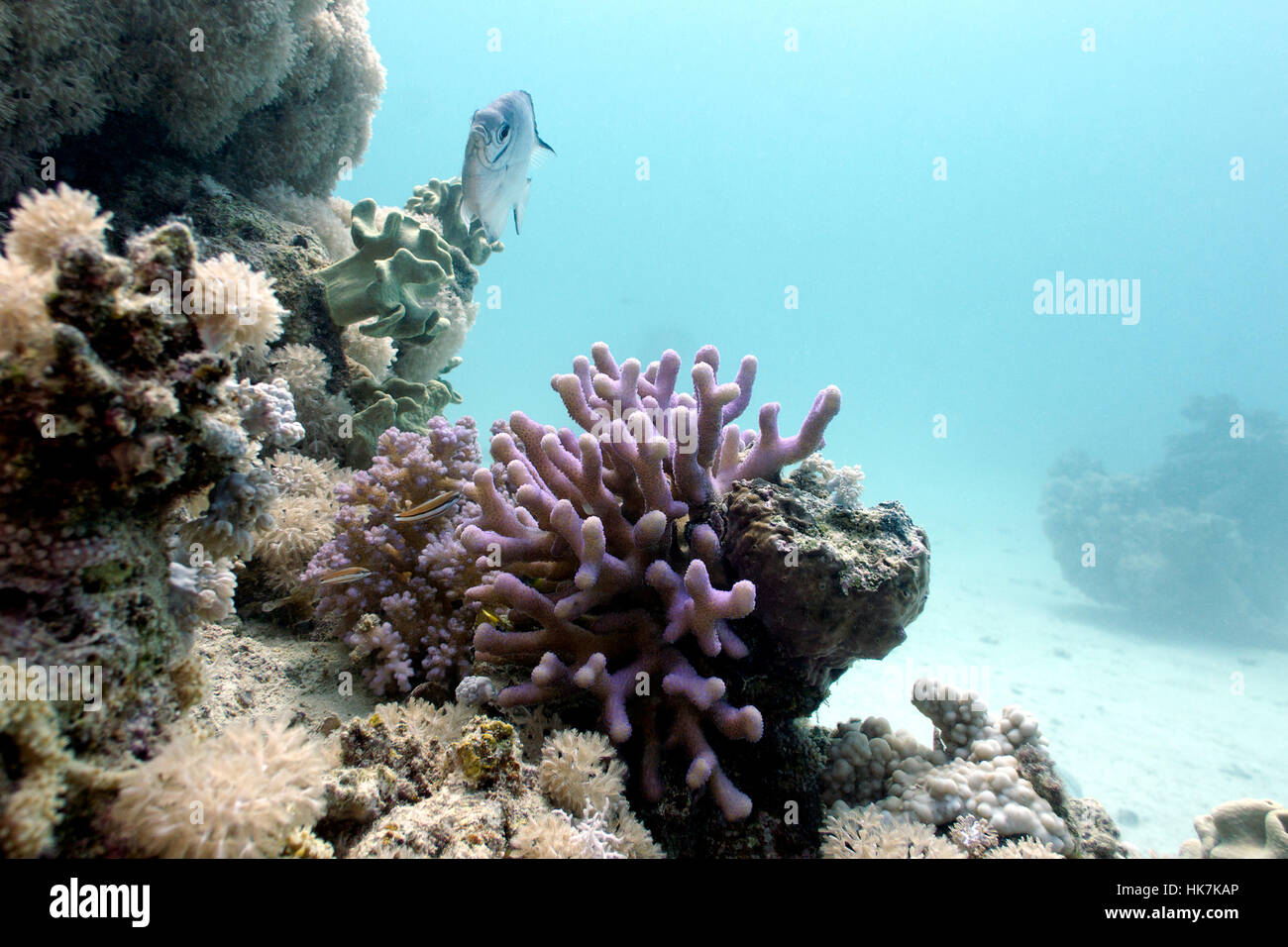 coral reef with lilac hood coral and exotic fish on the bottom of red sea in egypt Stock Photo
