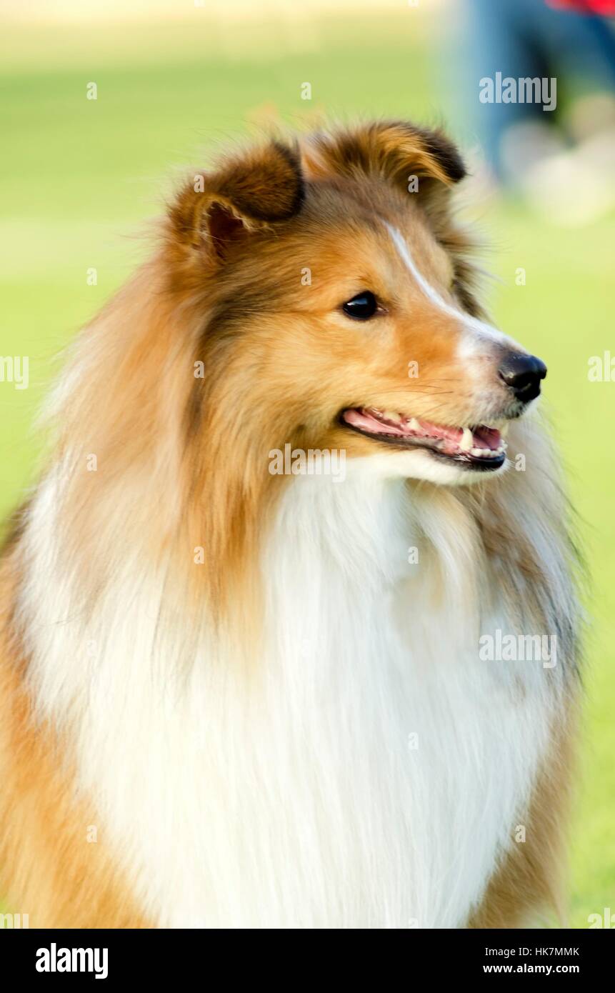dog, mini, miniature, sable, walk, go, going, walking, friendship, beautiful, Stock Photo