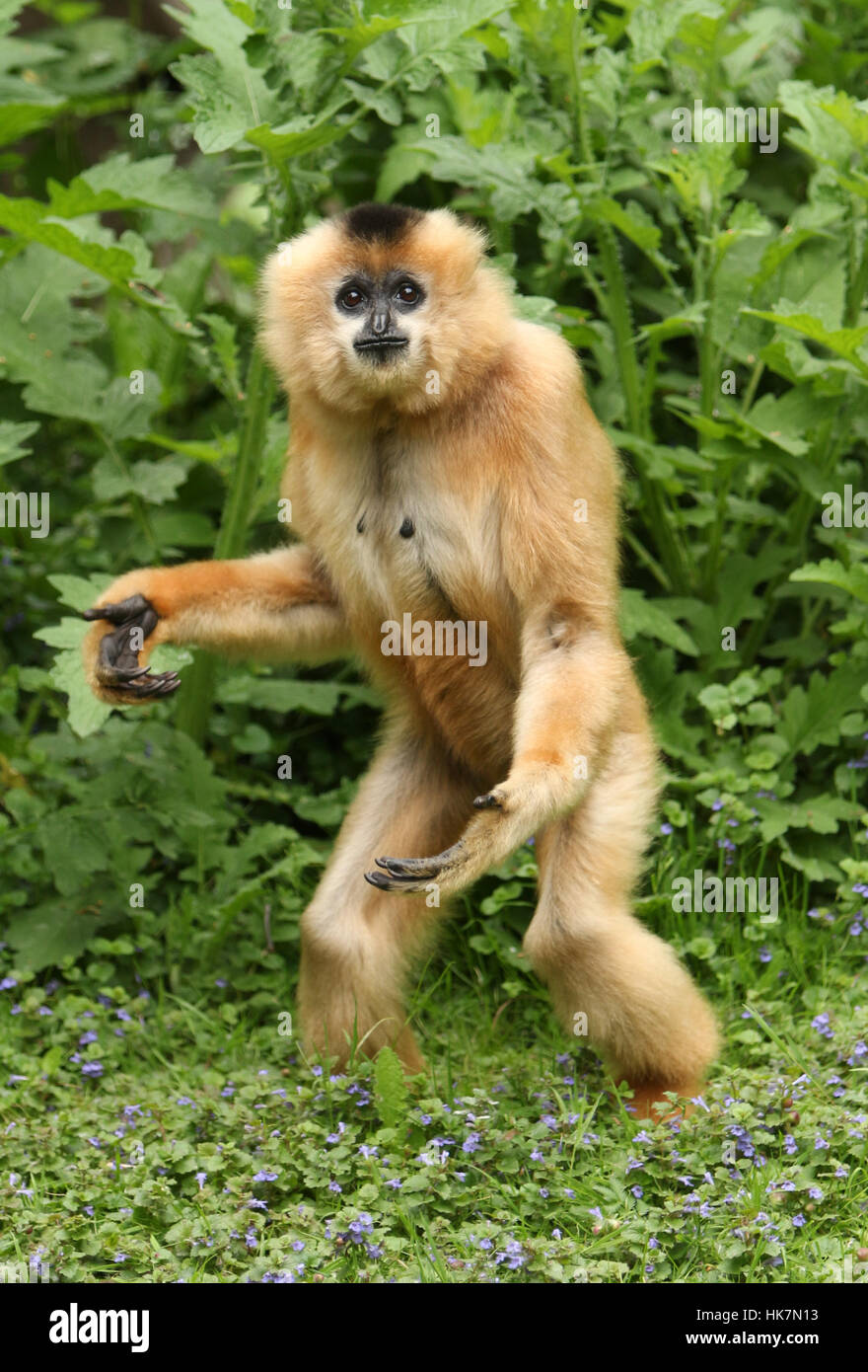 monkey stands on its hind legs and waits for his food Stock Photo