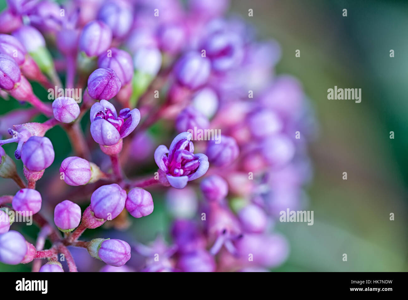 Macro image of autumn lilac violet flowers, abstract soft floral background Stock Photo