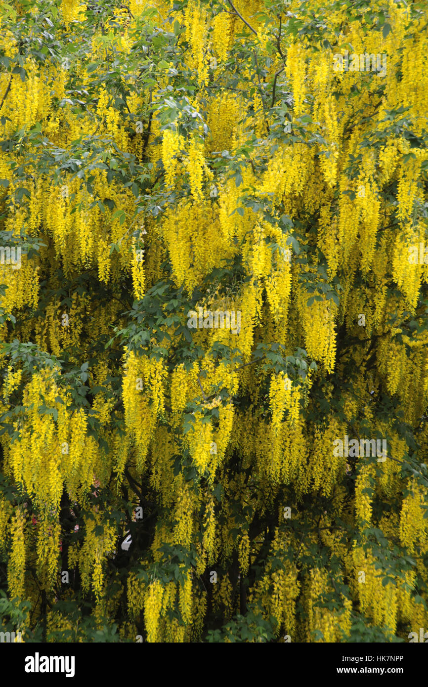 shrub, gold rush, yellow, plant, laburnum, shrub, gold rush, yellow ...