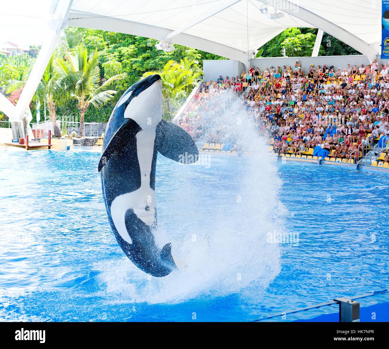 Killer whale (Orca ocean) in jump. Orca show in Tenerife. Stock Photo