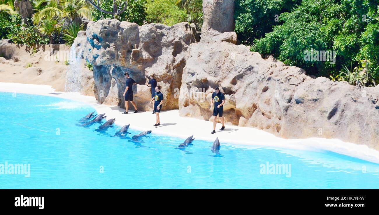Dolphins show in Loro Parque at Tenerife. Stock Photo