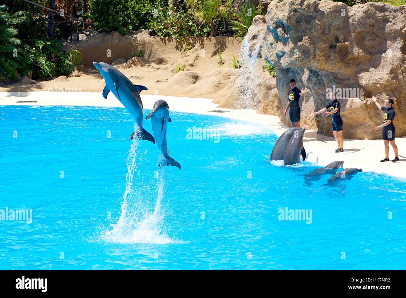 Dolphins show in Loro Parque at Tenerife. Stock Photo
