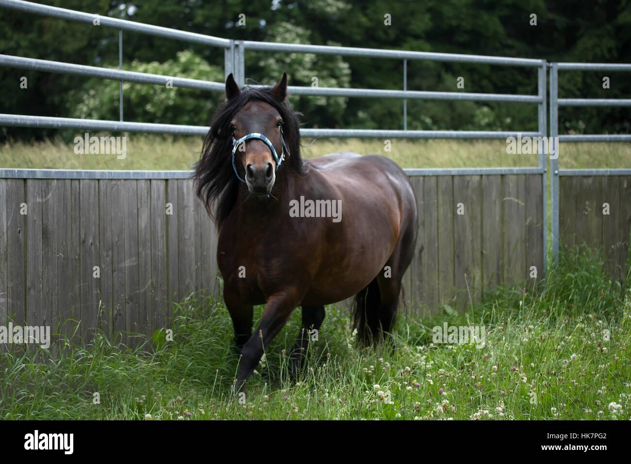 horse, brown, brownish, flower, flowers, plant, horses