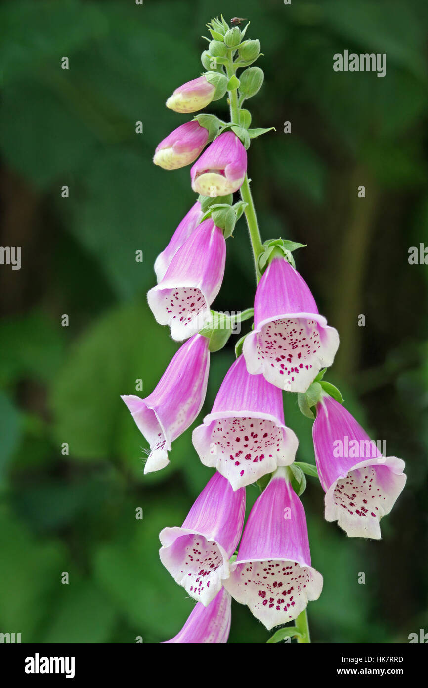 macro, close-up, macro admission, close up view, thimble, digitalis, red, Stock Photo