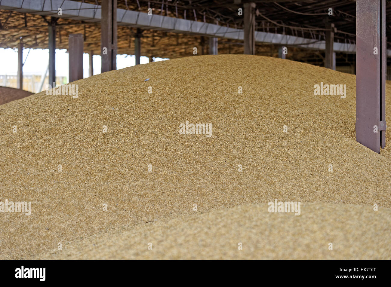 wheat-thrashing-hi-res-stock-photography-and-images-alamy
