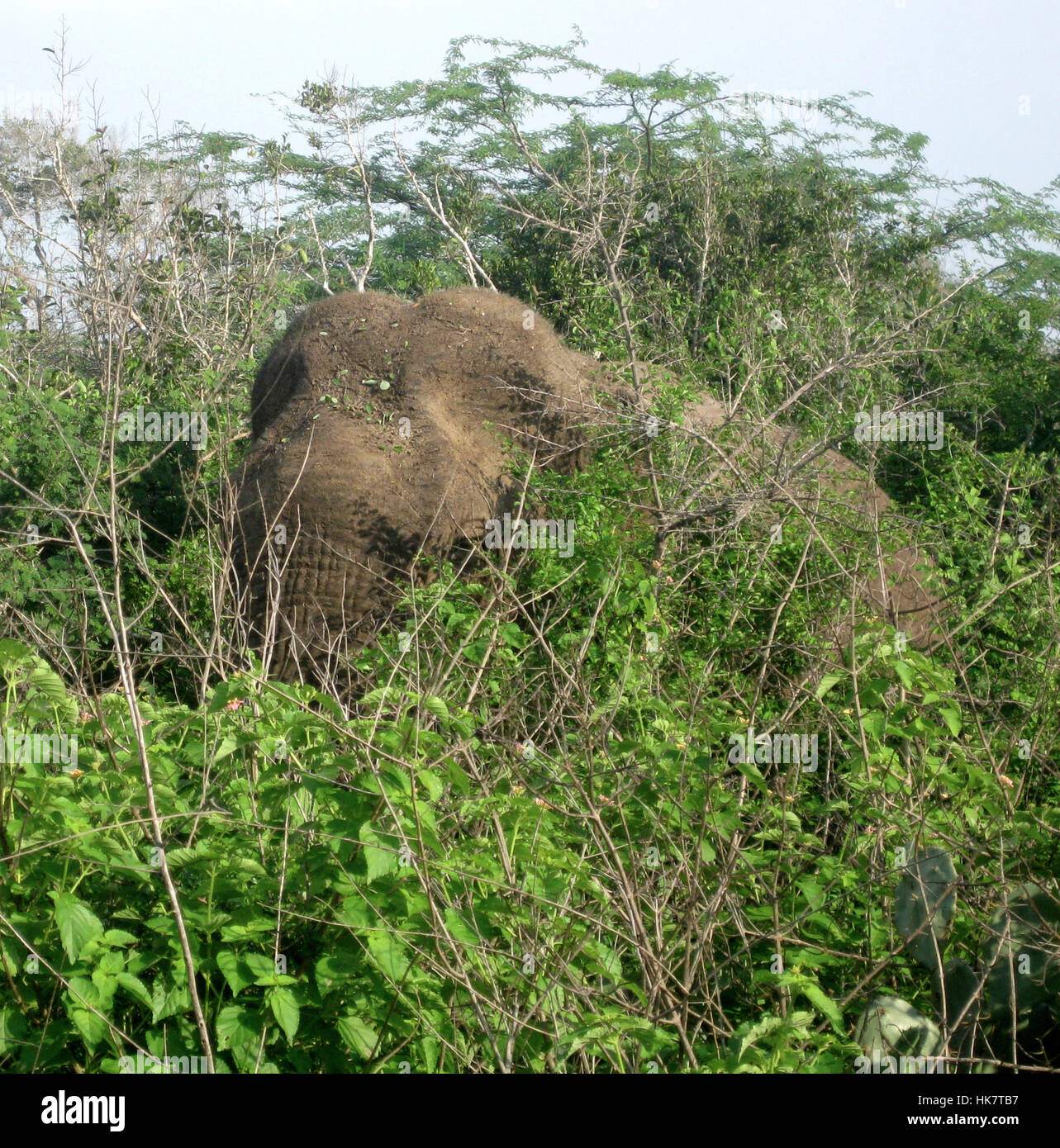 A Sri Lankan wild elephant (Elephas maximus maximus) one of three recognised subspecies of the Asian elephant - photographed in the wild in Sri Lanka Stock Photo