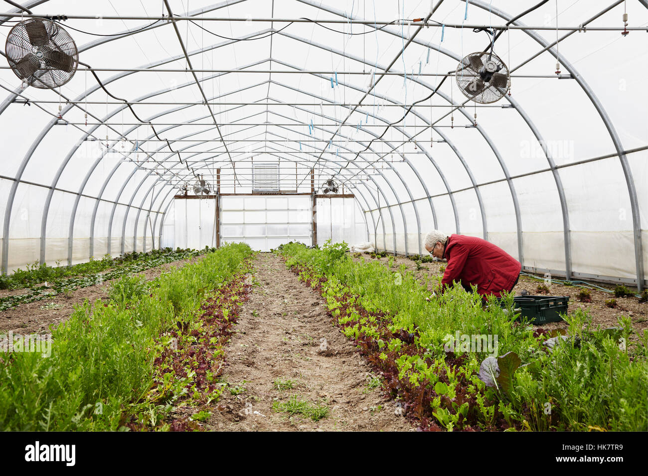 A Large Commercial Horticultural Polytunnel With Fans In The