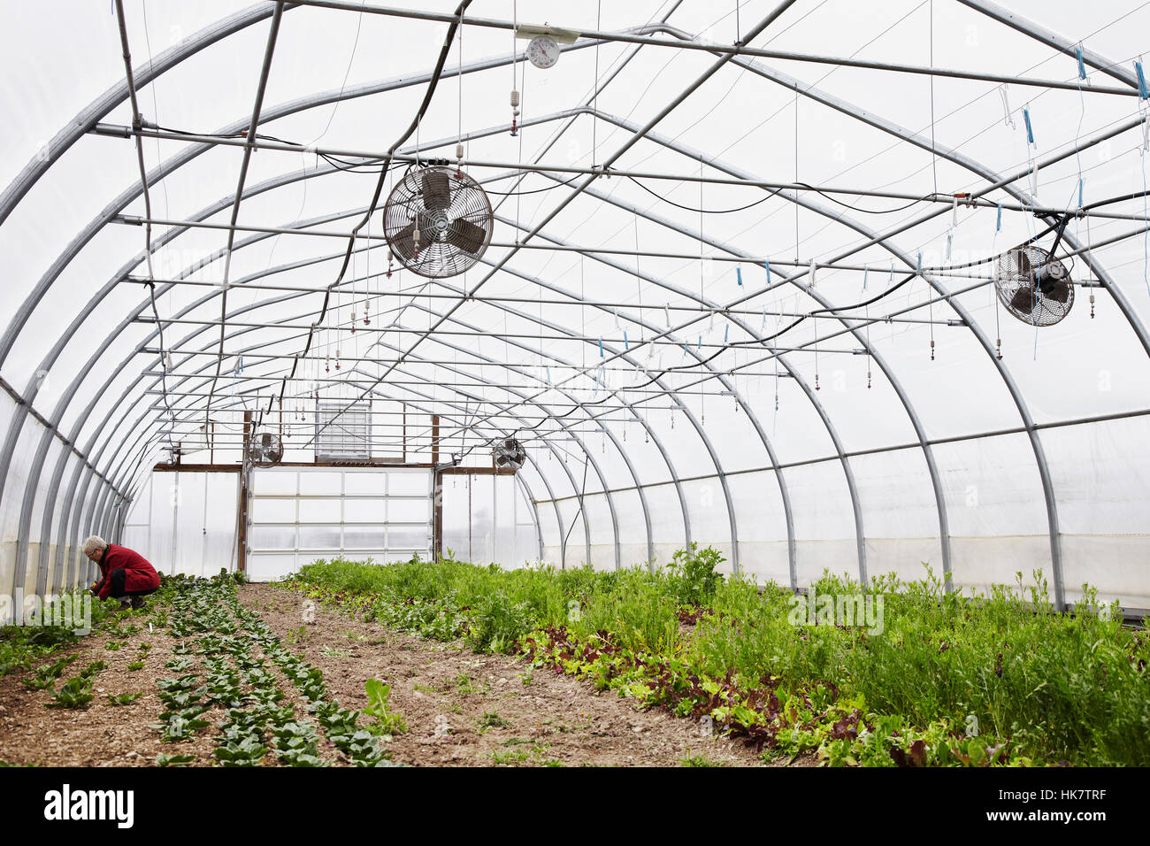 A Large Commercial Horticultural Polytunnel With Fans In The