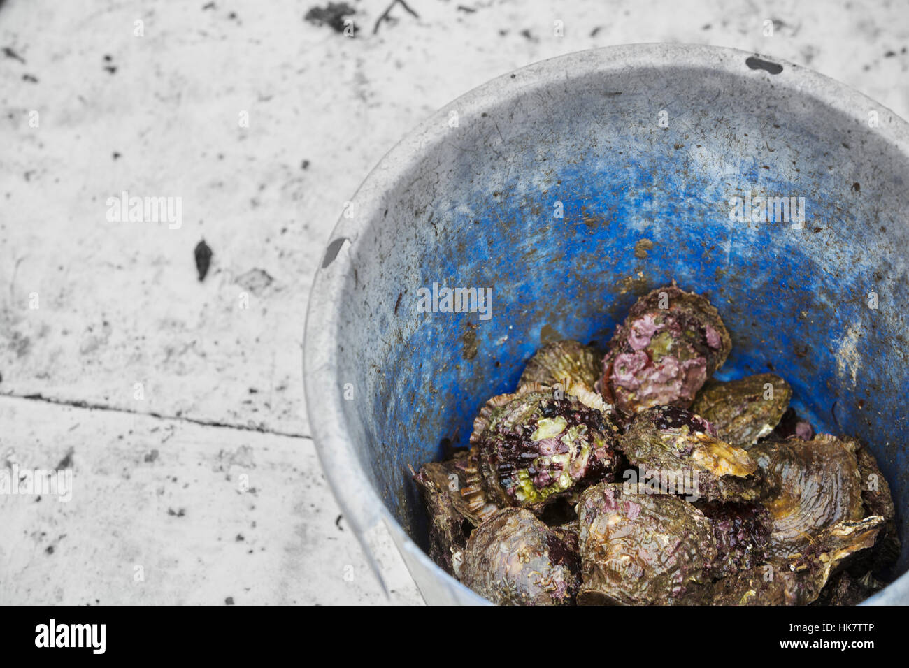 Traditional Sustainable Oyster Fishing. A bucket full of oysters. Stock Photo