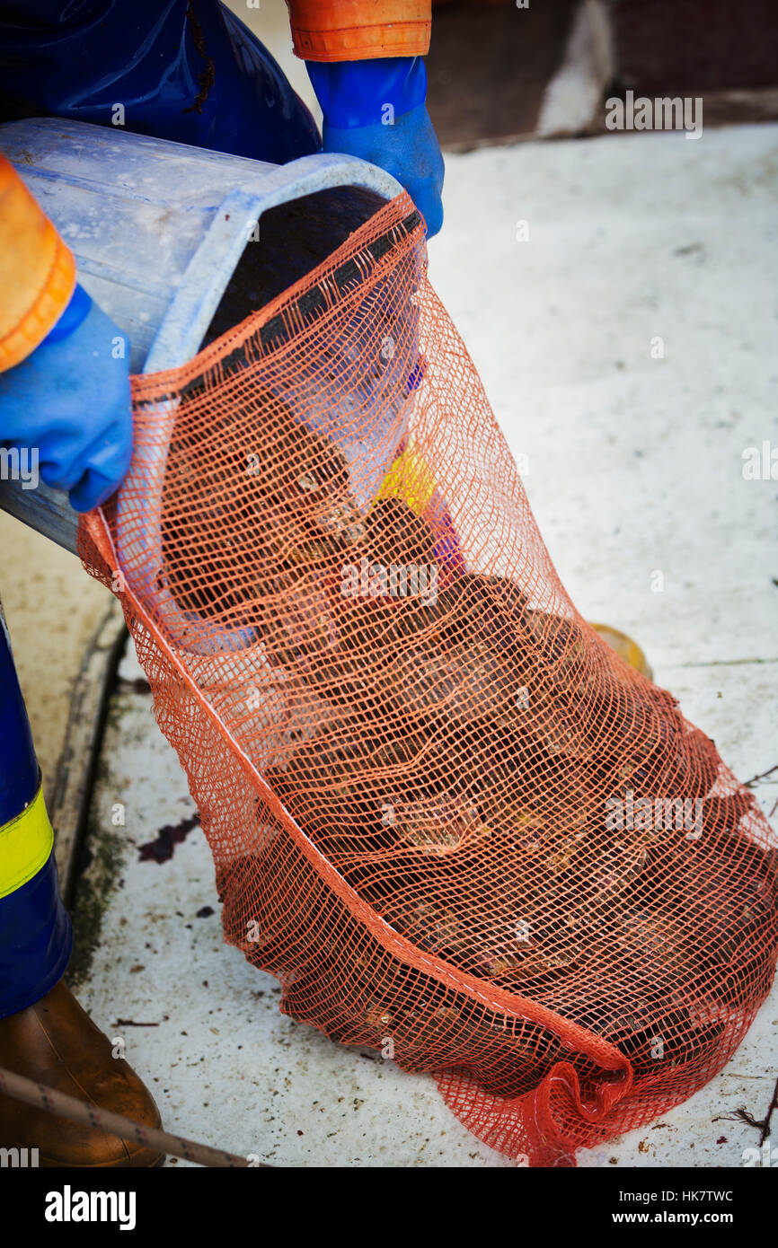 A fisherman pouring harvested oysters into a net bag for sale