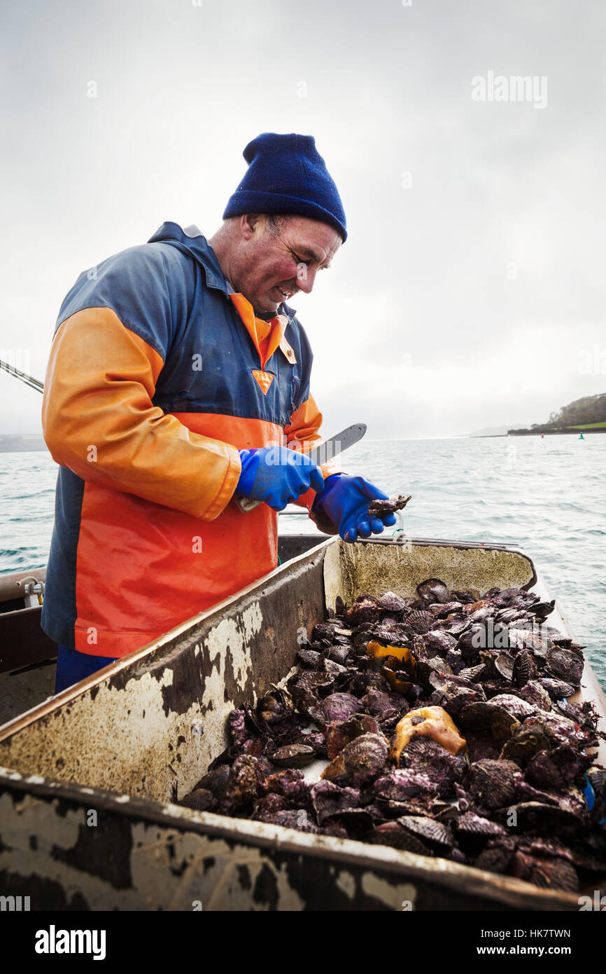 Shellfish Fisher Fisher man cornwall hi-res stock photography and images - Alamy