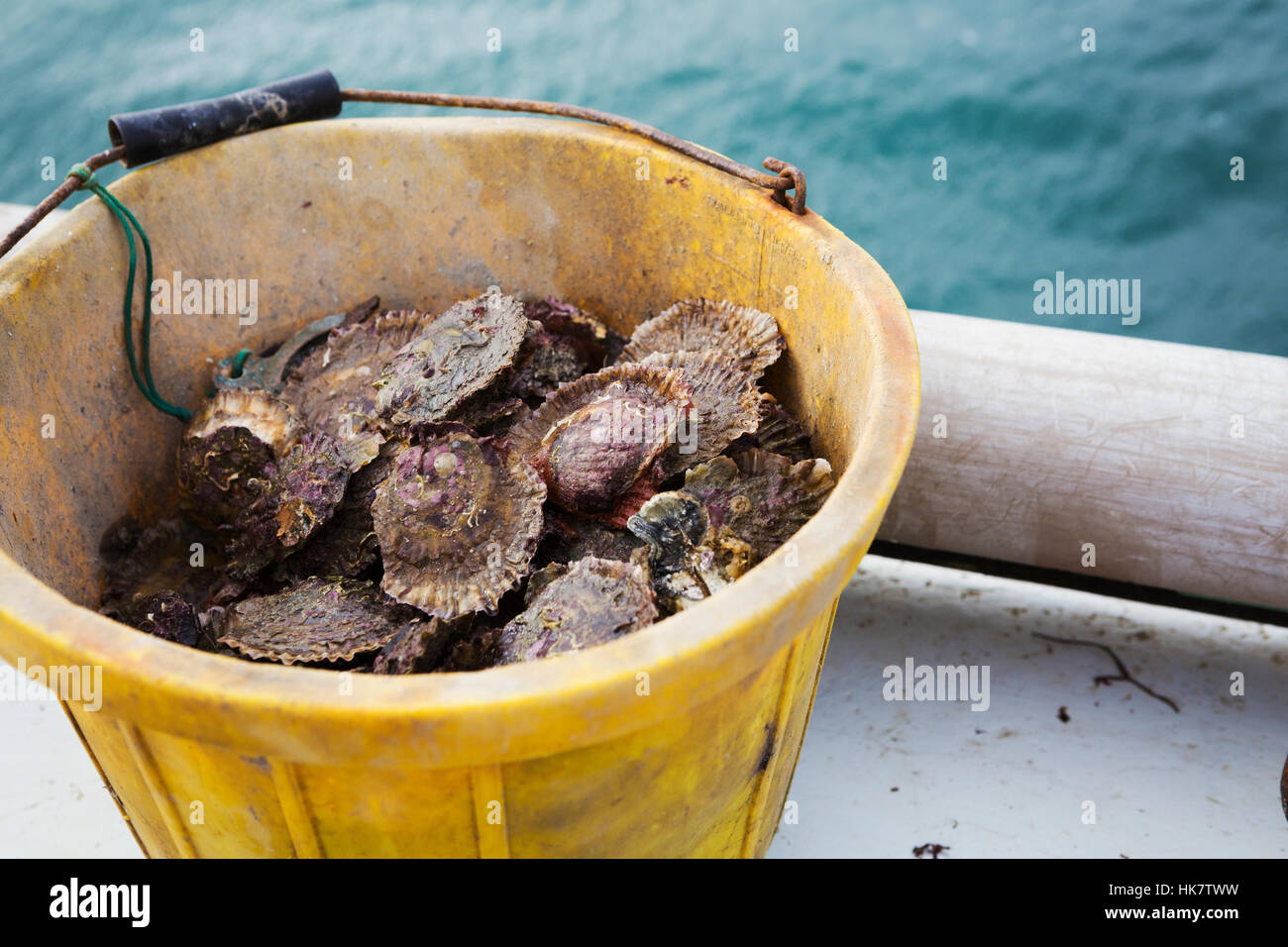 Oyster bucket hires stock photography and images Alamy