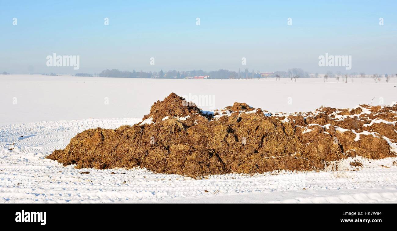 Rural scene with heap of cow dung on snowy field. Stock Photo