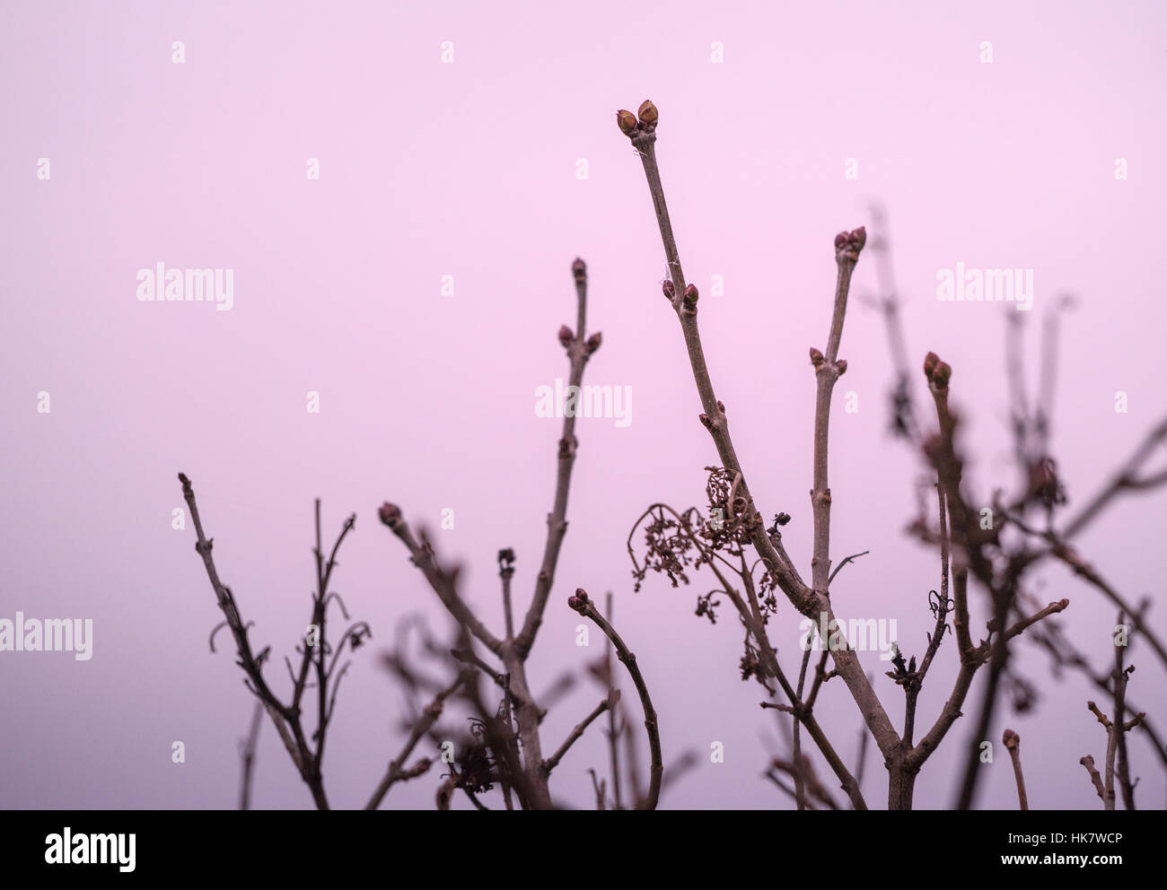 Abstract plants with seeds in front of a purple sky Stock Photo