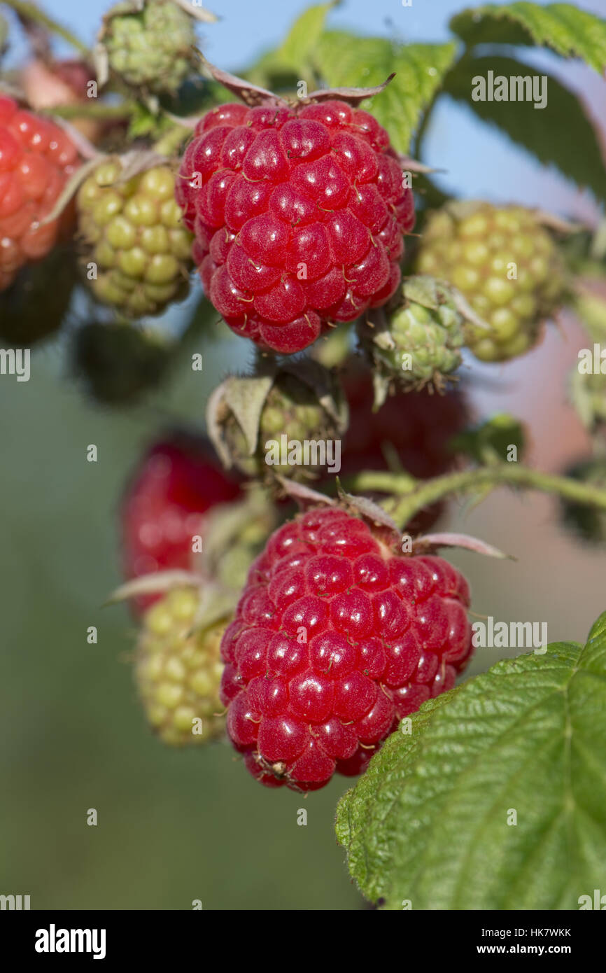 Ripe red raspberry fruit on the bush in late summer, August Stock Photo