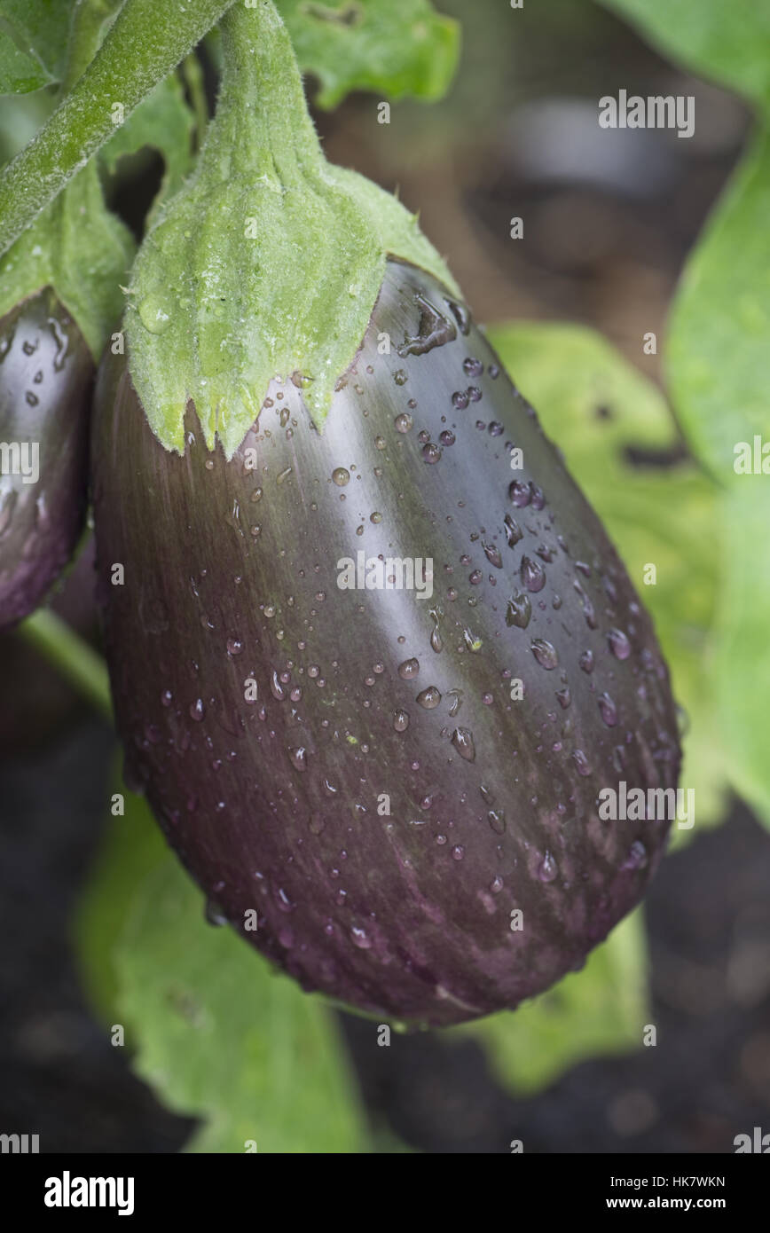 Aubergine fruit with purple marbled colouration, labelled 'Black beauty' , September Stock Photo