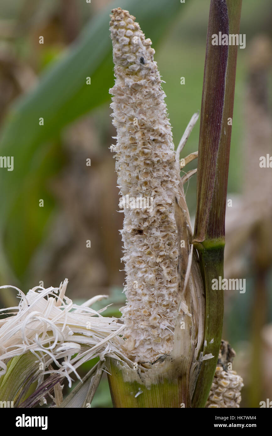 Brown rat damage to sweetcorn cobs on the plant shortly after ripening