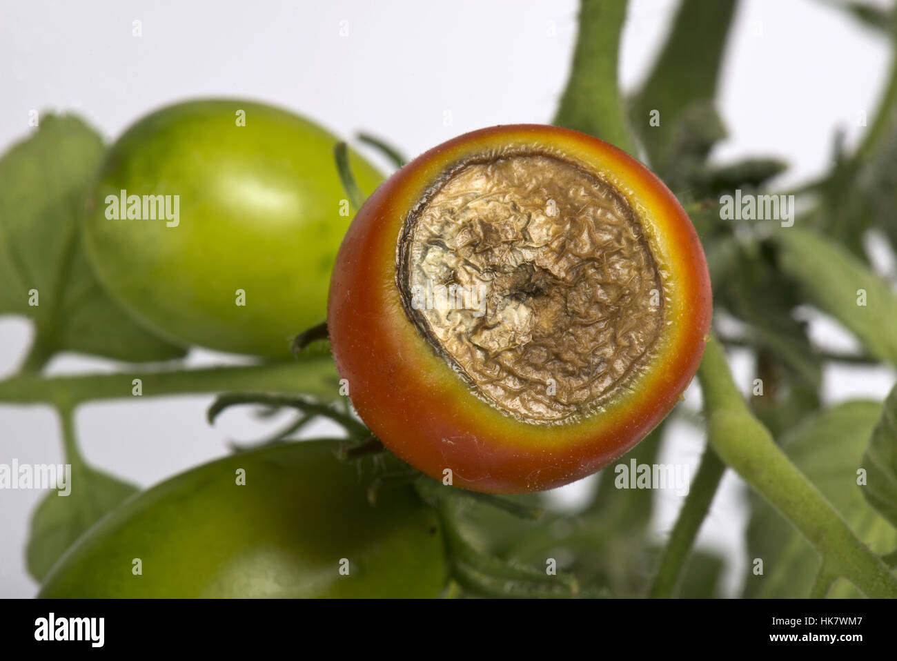 Blossom end rot, calcium deficiency symptoms on a glasshouse grown tomato fruit Stock Photo