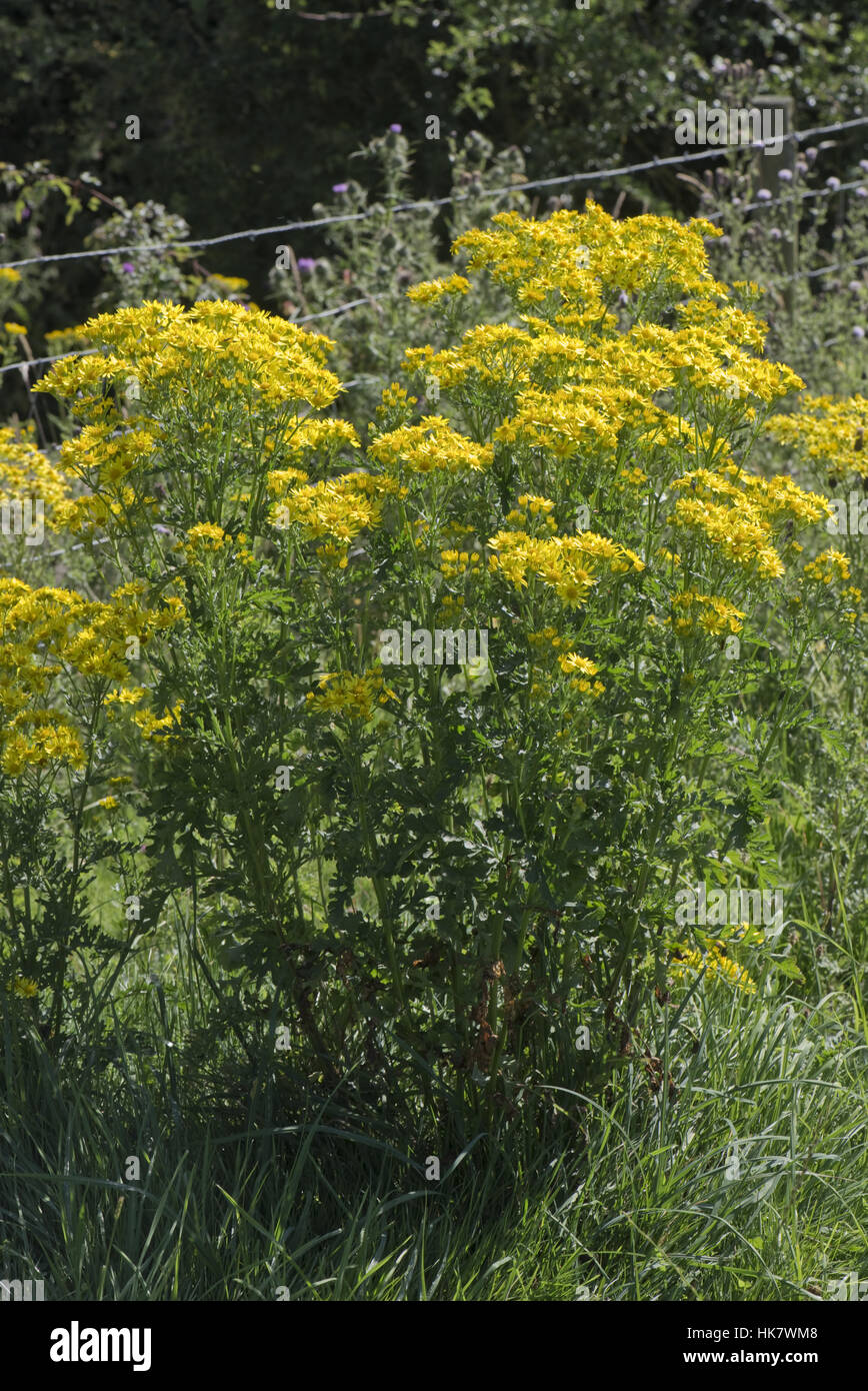 Sheep Ragwort Sheep and plant hi-res stock photography and images - Alamy