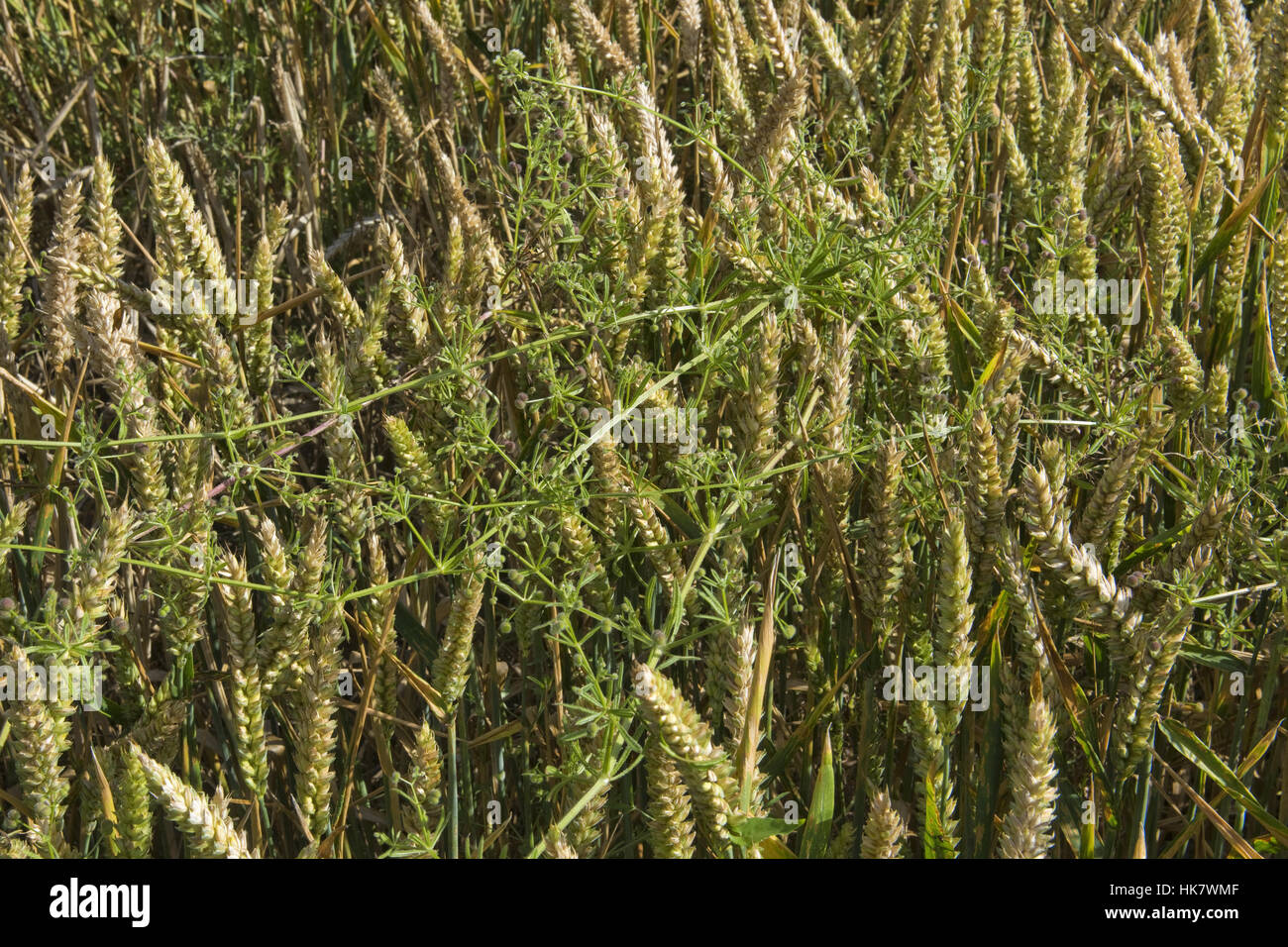 Cleavers, Galium aparine, growing through a ripe wheatr crop before