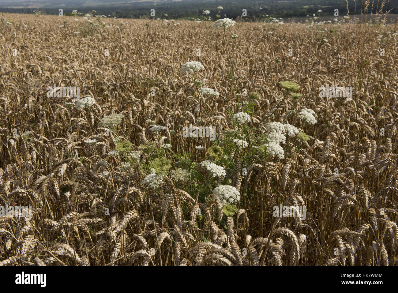 Wild carrot, Daucus carota, flowering and seeding in a ripe wheat crop at harvest, Be rkshire, August Stock Photo