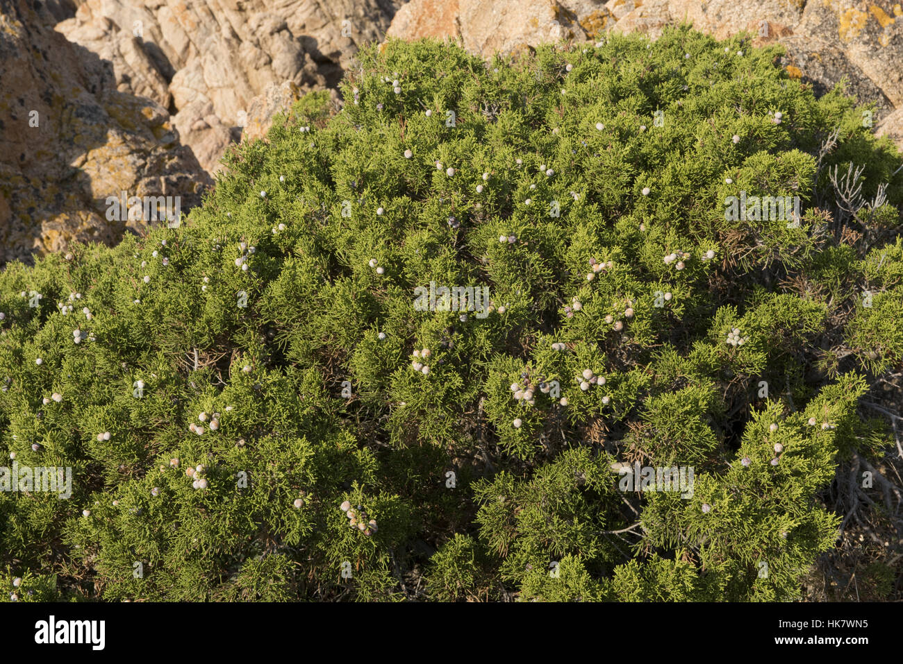 Phoenician juniper or arar, Juniperus phoenicia, with berries on the red granite coast of Isola Rosa, Sardinia Stock Photo