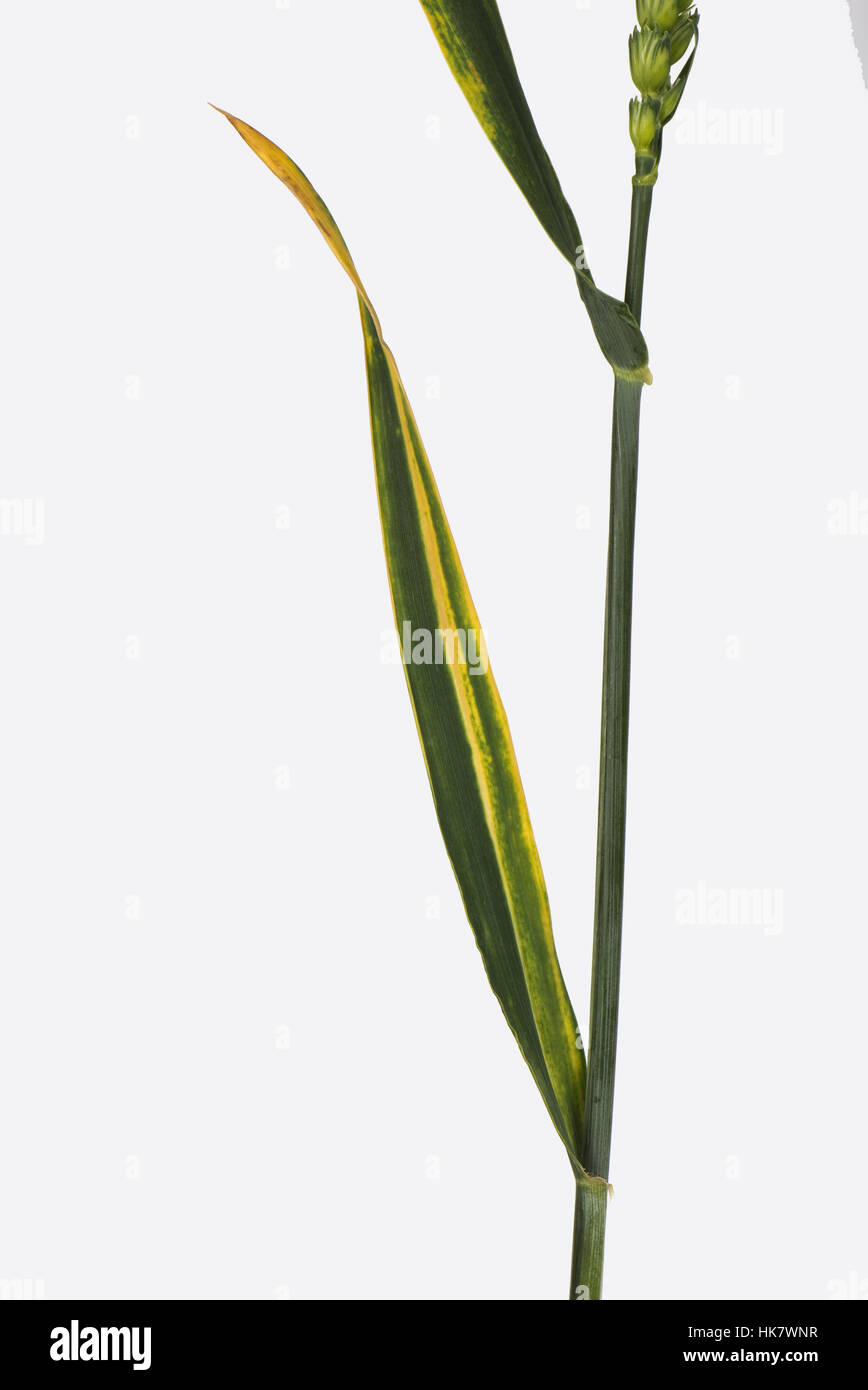 Yellow leaf stripe or Cephalosporium stripe, Cephalosporium gramineum, on winter wheat leaf Stock Photo