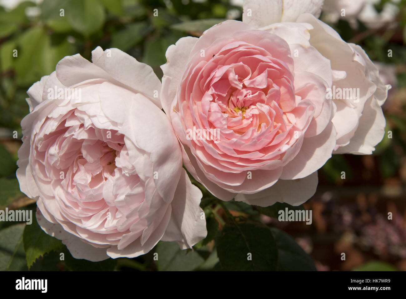 Flower blooms of Rose 'Shropshire Lad' a delicate pink shrub rose habit