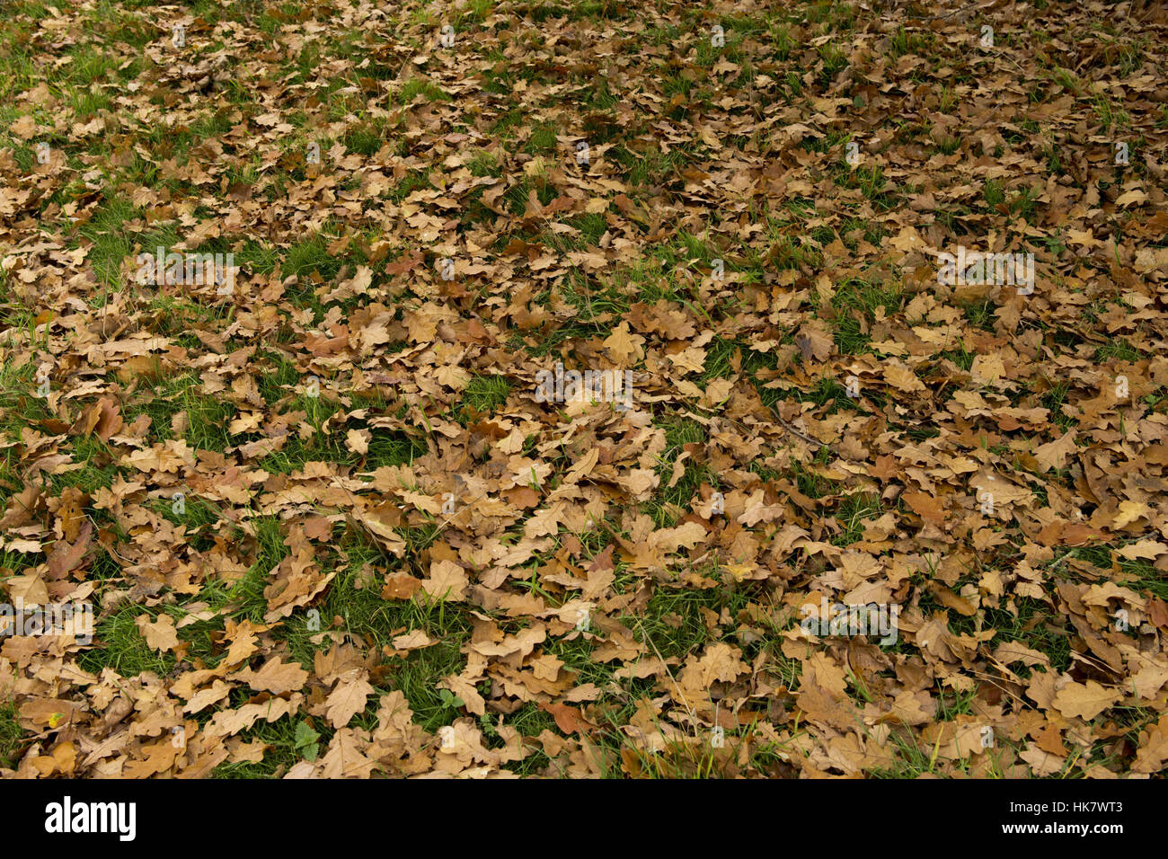 Golden brown fallen leaves of an English oak tree, Quercus robur lying ...