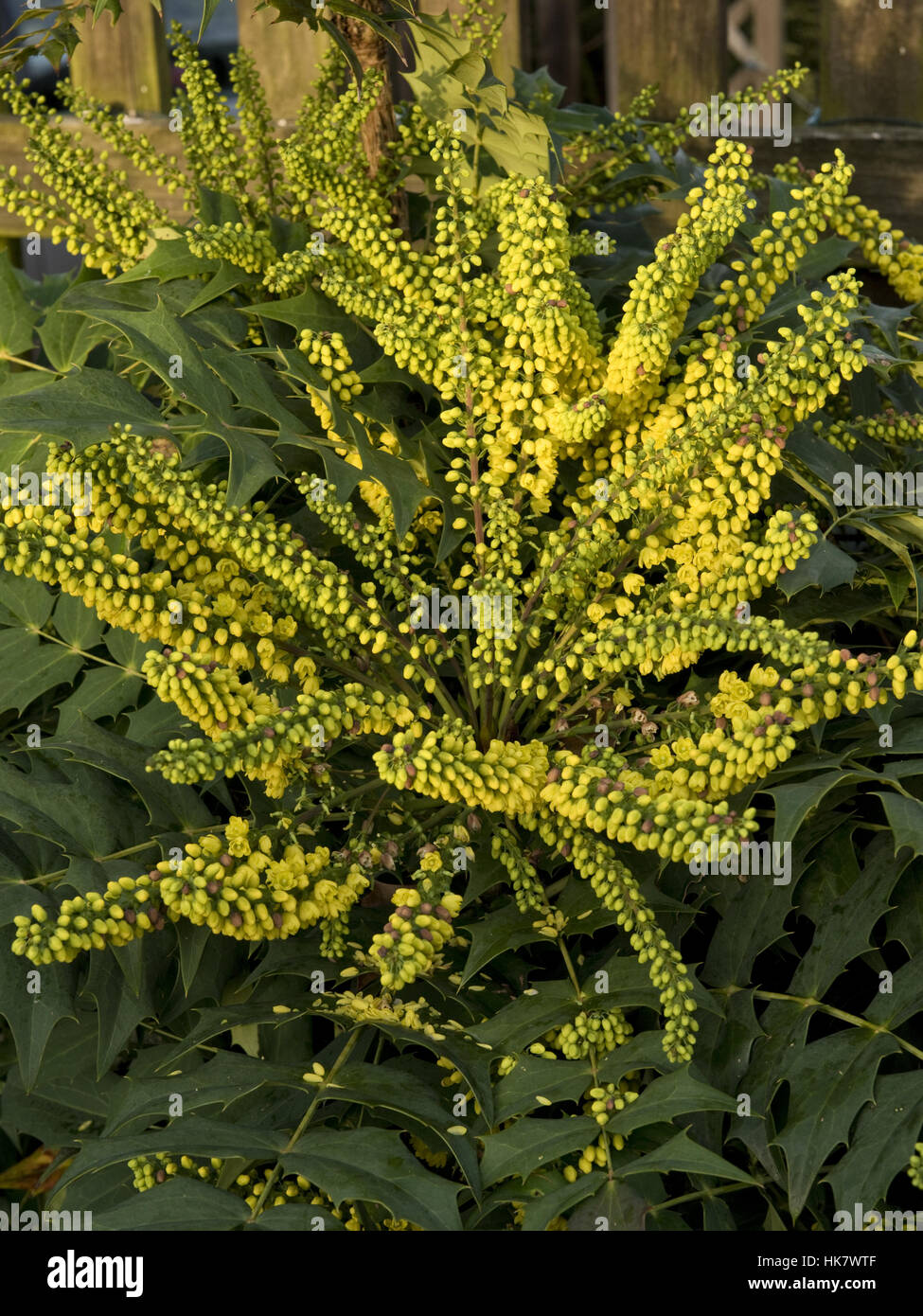 Bright yellow flowers on Mahonia x media 'Winter Sun' late in the year in December Stock Photo