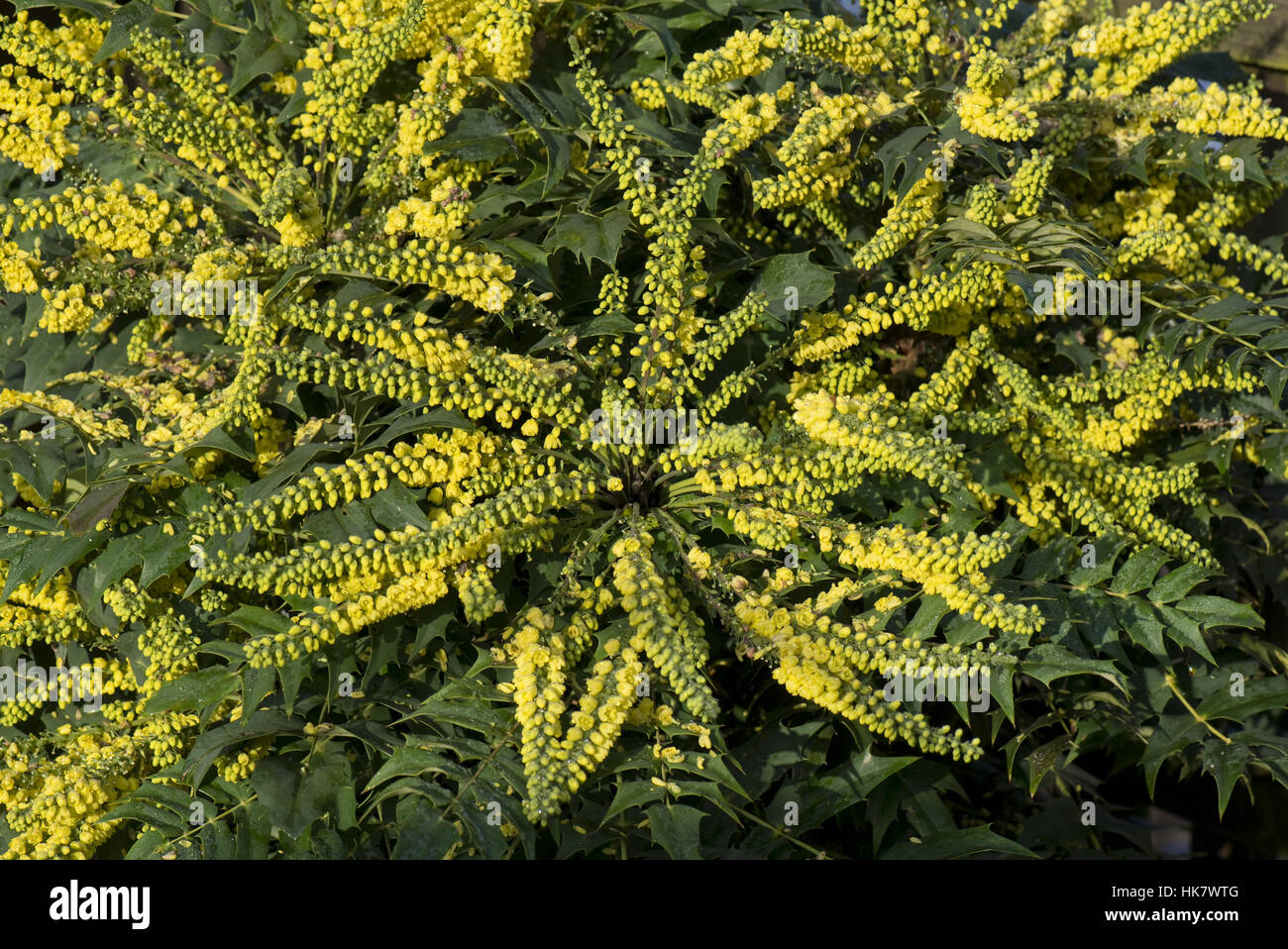 Mahonia x media "Winter Sun" flowering garden shrub in full winter sunlight Stock Photo