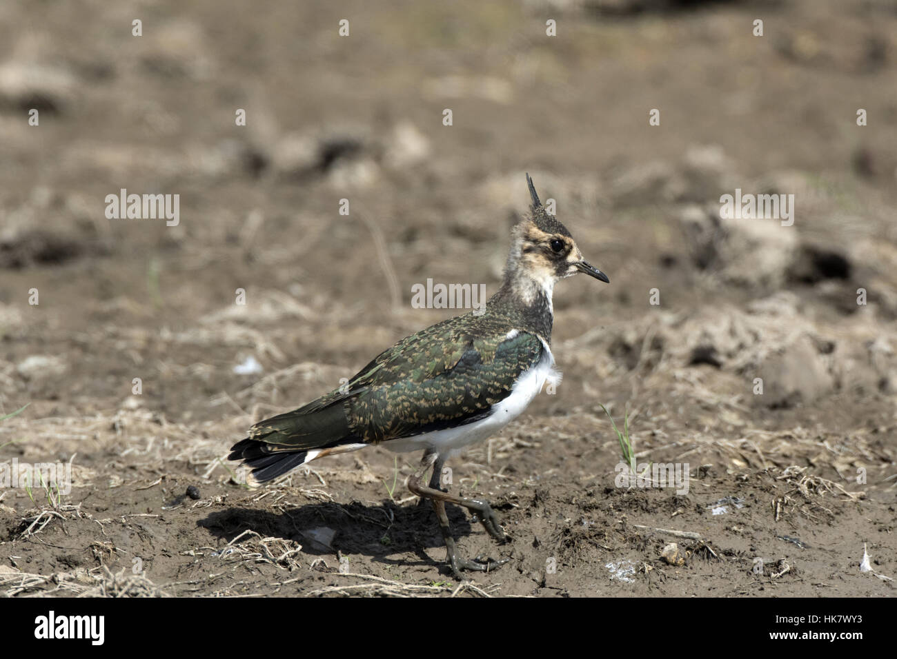 Juvenile Lapwing, note the pale-scalloped plumage. Deepdale Marsh Norfolk. Stock Photo