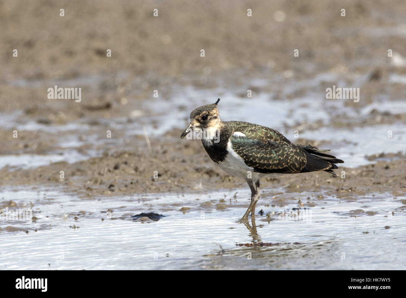 Juvenile Lapwing, note the pale-scalloped plumage. Deepdale Marsh Norfolk. Stock Photo