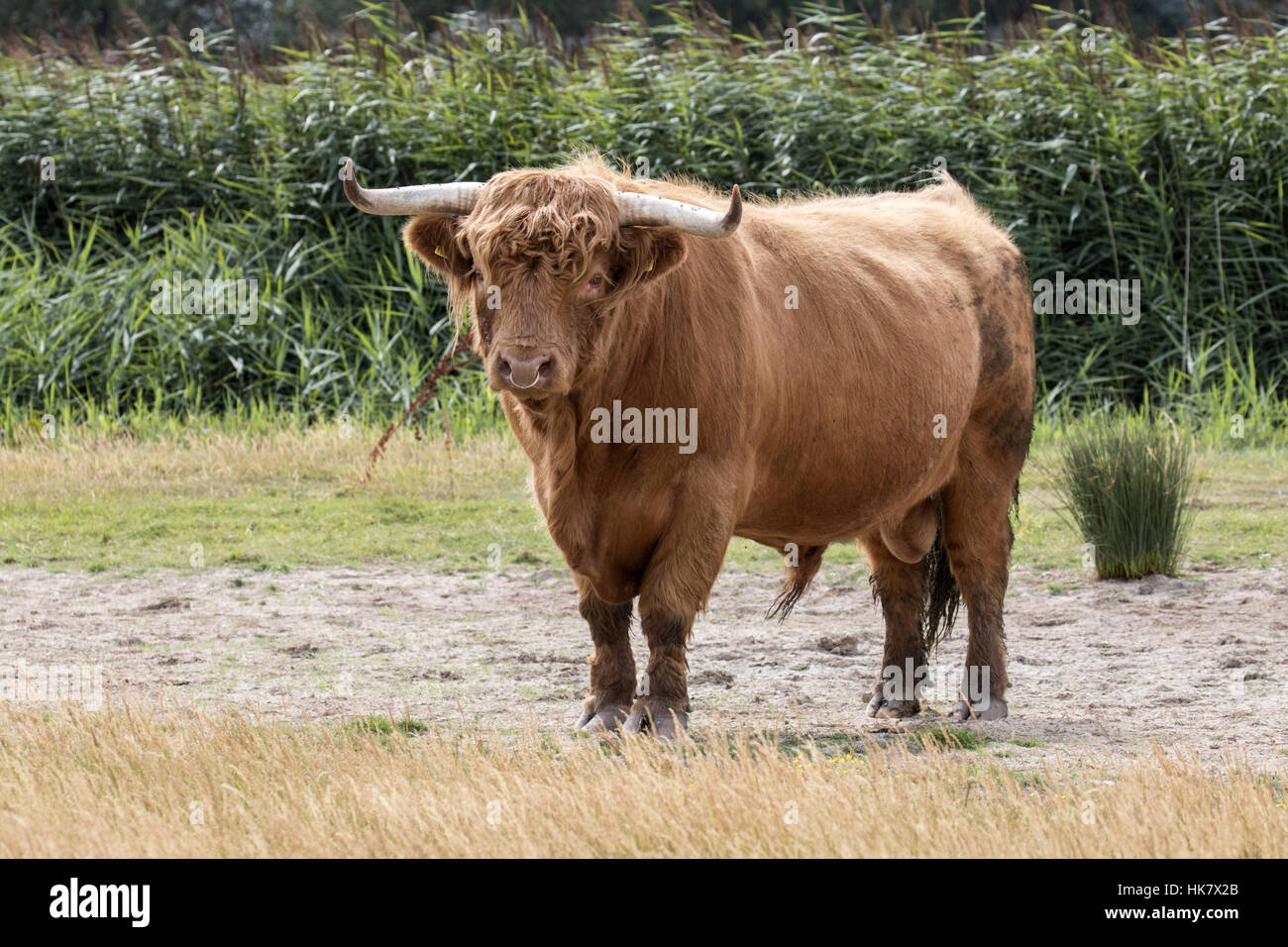 Highland Bull with nose ring. Deepdale Marsh, Norfolk Stock Photo - Alamy