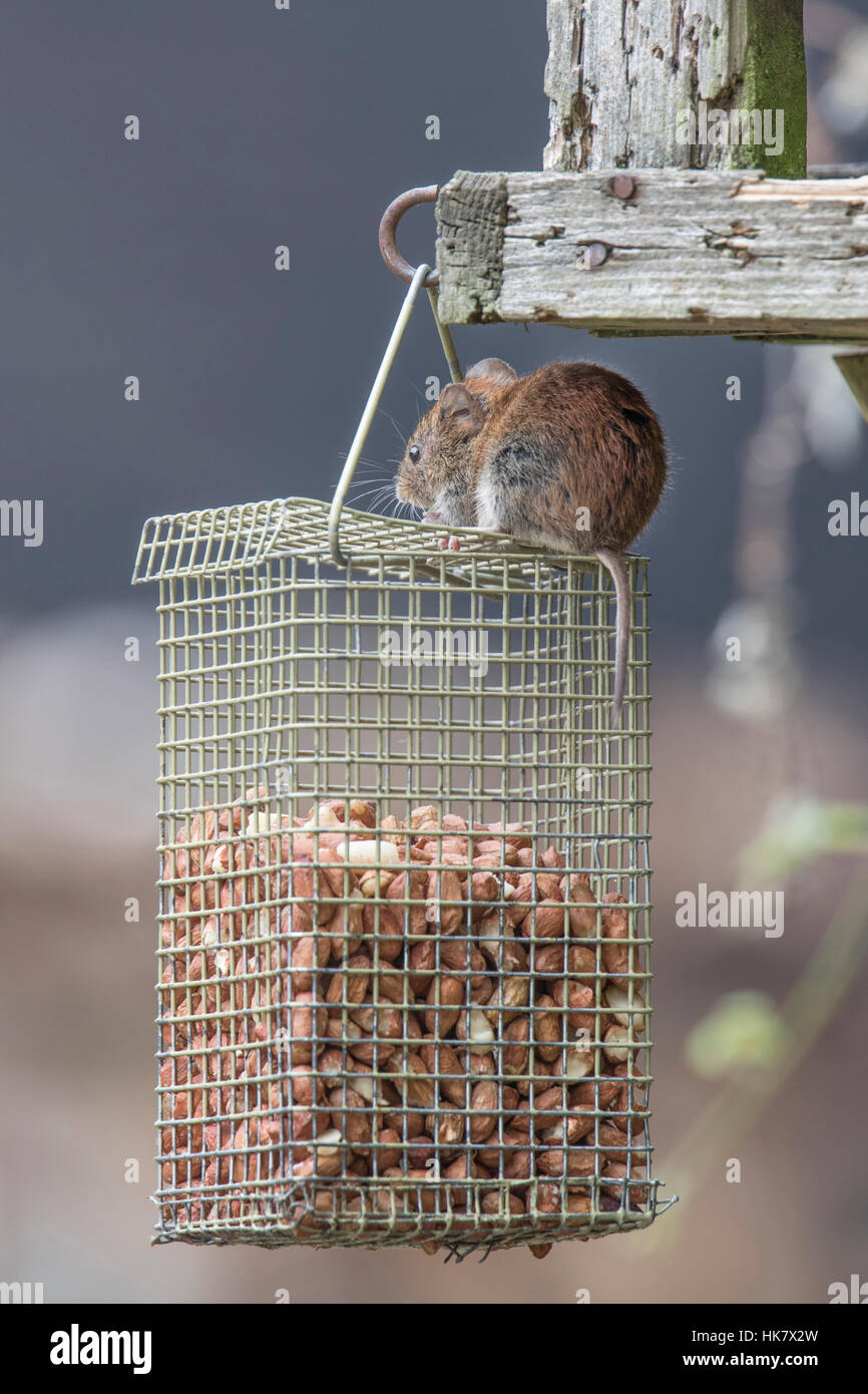 Bank Vole on pea nut feeder Stock Photo