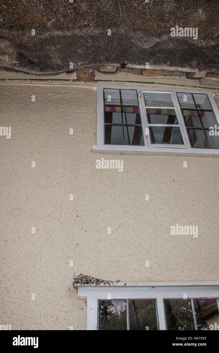 accumulation of droppings on window sill below next of House Martin Stock Photo