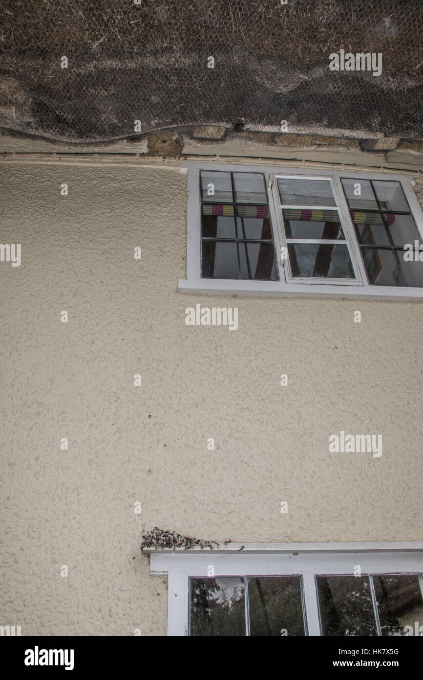 accumulation of droppings on window sill below next of House Martin