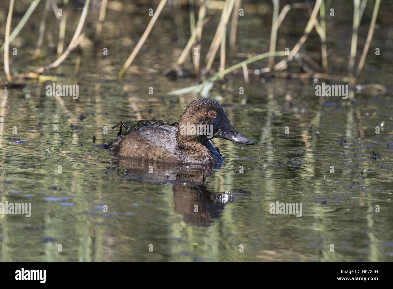 Female Pochard - late summer Stock Photo