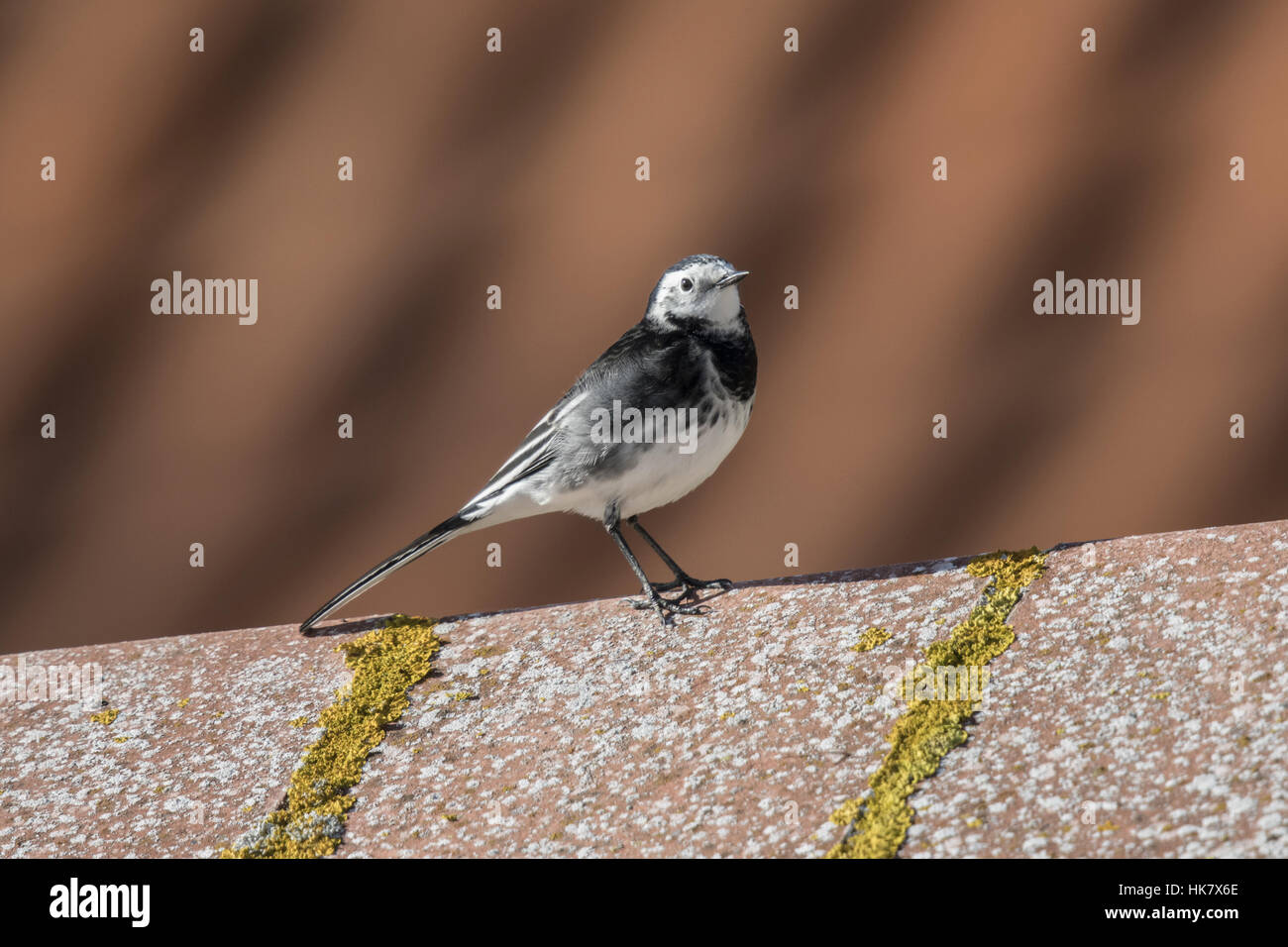 Pied Wagtail on wall Stock Photo