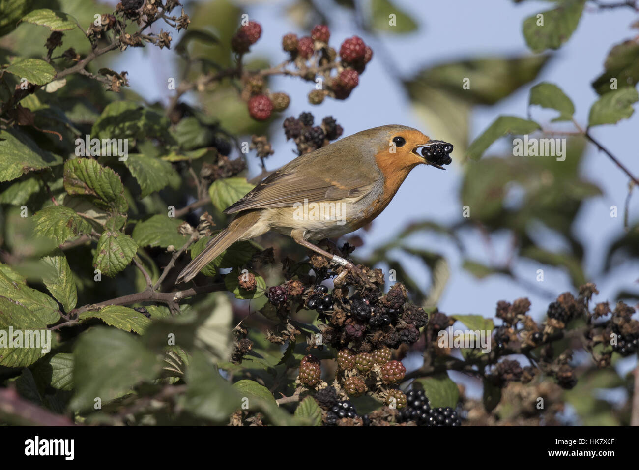 Robin eating a Blackberry Stock Photo Alamy