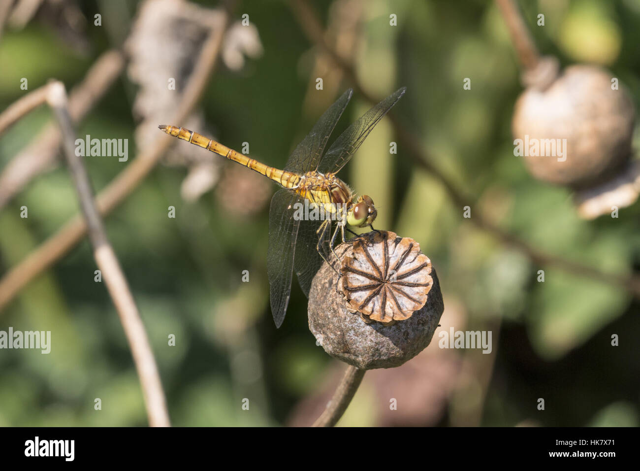 Common Darter female on seed head Stock Photo