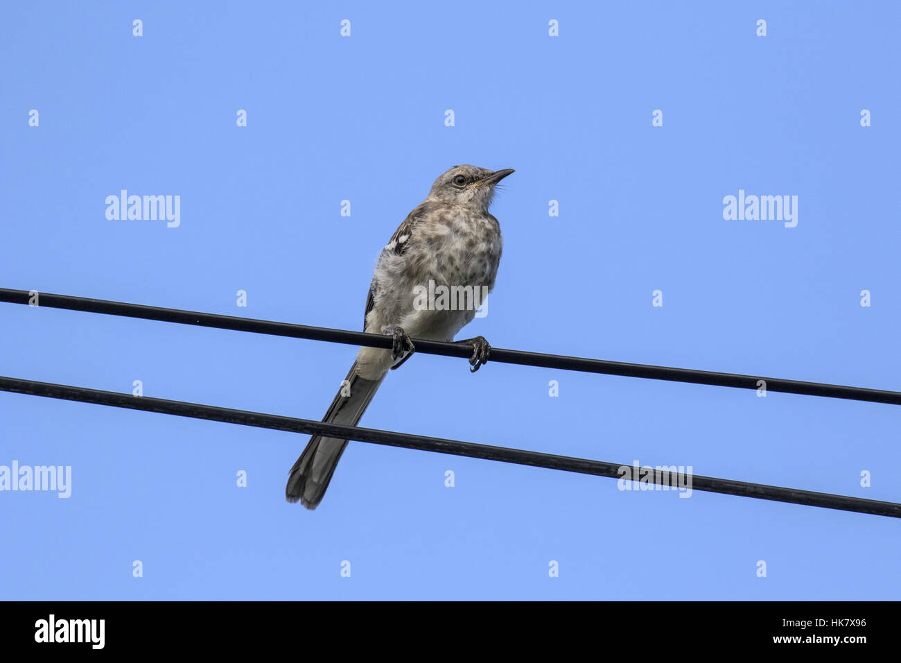 Northern Mockingbird juvenile Cape May, East coast USA Stock Photo