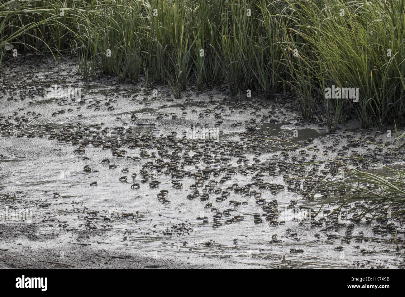 Atlantic mud Fiddler Crabs at Cape May, East Coast USA Stock Photo