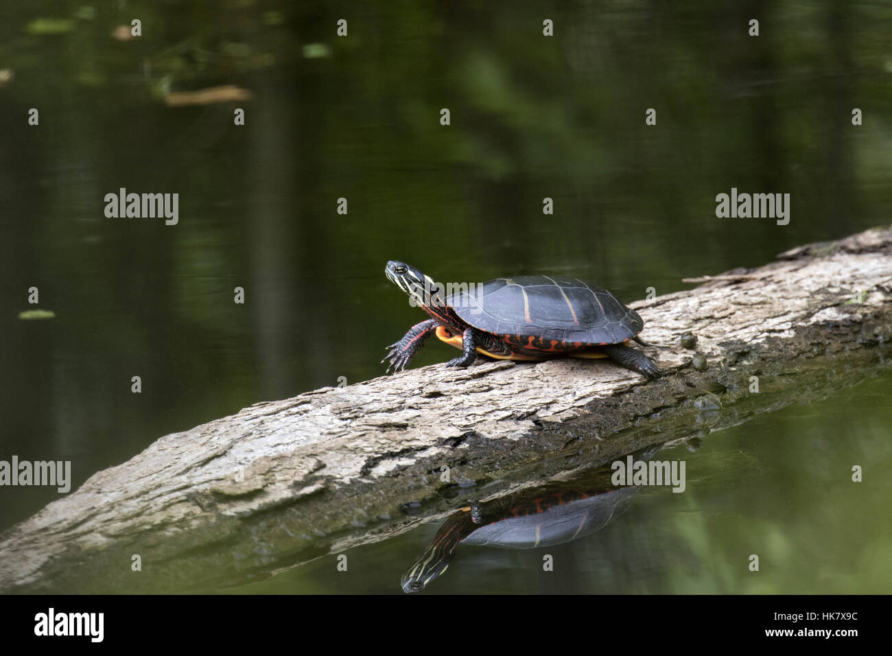 Eastern Painted Turtle Cape May USA Stock Photo Alamy