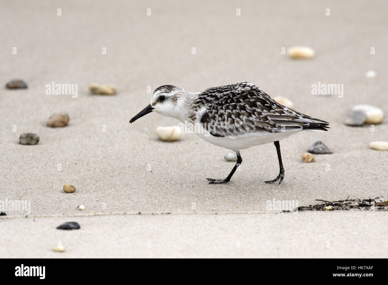 Sanderling, juvenile feeding along the tide line at Cape May, East Coast USA Stock Photo Alamy