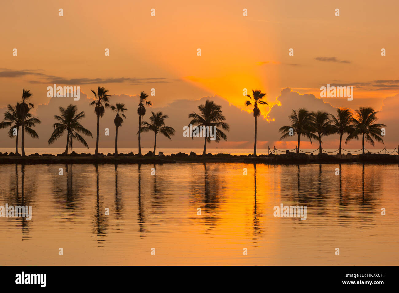 PALM TREES REFLECTING POOL ATOLL MATHESON HAMMOCK COUNTY PARK MIAMI